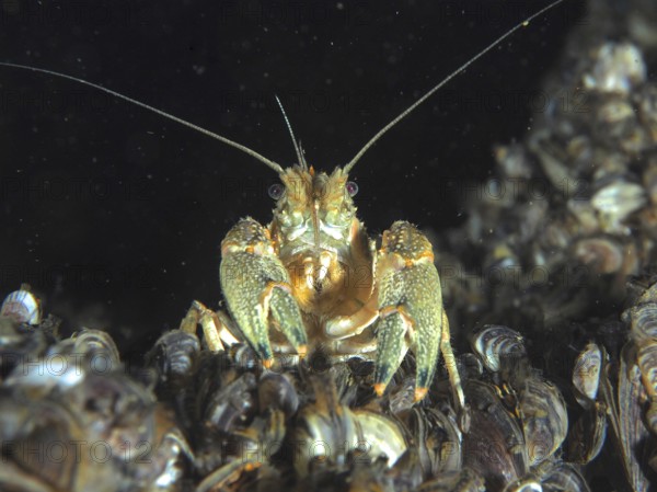 Crayfish (Faxonius limosus), American crayfish, invasive species with antennae between mussels, quagga mussel (Dreissena rostriformis bugensis), invasive species, in a dark underwater environment. Dive site Wildsau, Berlingen, Lake Constance, Switzerland, Germany