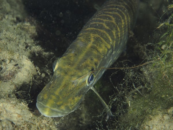 Close-up of pike (Esox lucius) between aquatic plants. Dive site Zollbrücke, Rheinau, Canton Zurich, Rhine, High Rhine, Switzerland, Germany