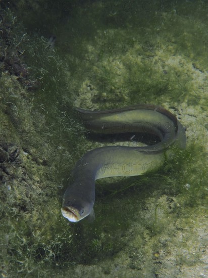 A European eel (Anguilla anguilla) swims between green algae on the bottom. Dive site Klosterinsel, Rheinau, Canton Zurich, Rhine, High Rhine, Switzerland, Germany