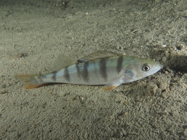 A striped fish, river perch (Perca fluviatilis), lies calmly on the sandy bottom. Dive site Terlinden, Küsnacht, Lake Zurich, Canton Zurich, Switzerland