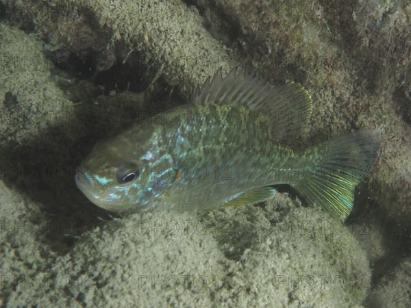 A pumpkinseed sunfish (Lepomis gibbosus), invasive species, hides between the rocks in the water. Terlinden dive site, Küsnacht, Lake Zurich, Canton Zurich, Switzerland