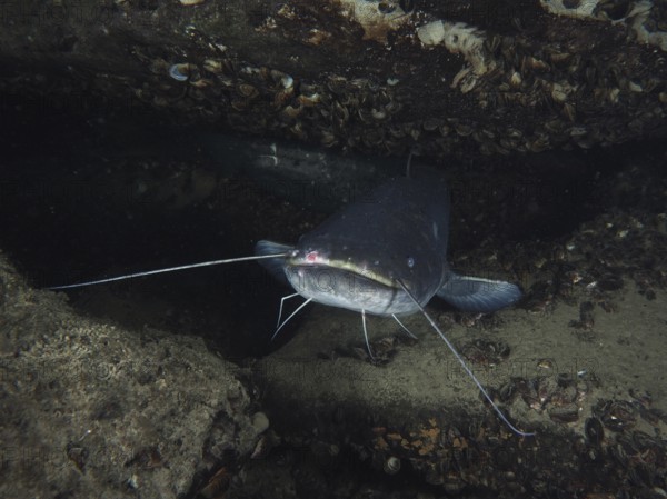 A catfish (Silurus glanis), Waller, hiding in a dark environment under rocks and shells, dive site Zollbrücke, Rheinau, Canton Zurich, Rhine, High Rhine, Switzerland, Germany