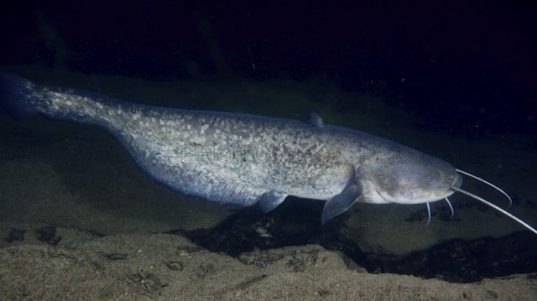 A large catfish (Silurus glanis), Waller, swimming in dark water during the night. Dive site Zollbrücke, Rheinau, Canton Zurich, Rhine, High Rhine, Switzerland, Germany