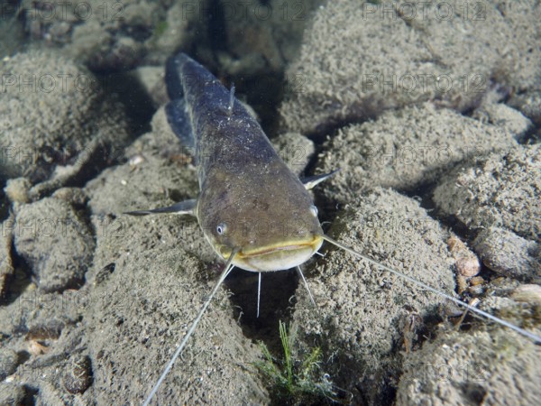A catfish (Silurus glanis), Waller, in front view resting on a stony ground in clear water. Dive site Zollbrücke, Rheinau, Canton Zurich, Rhine, High Rhine, Switzerland, Germany