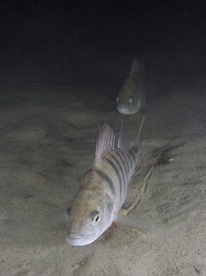 Two striped fish, river perch (Perca fluviatilis), swimming in the murky water above the sand. Dive site Ermitage, Küsnacht, Lake Zurich, Canton Zurich, Switzerland