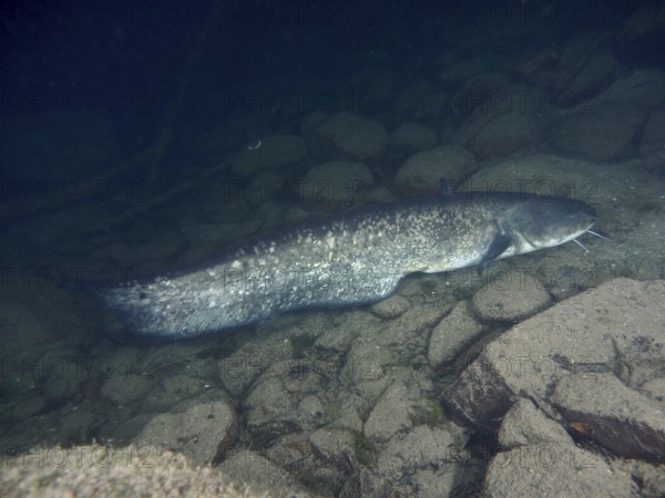 A catfish (Silurus glanis), Waller, lies on rocky ground in a calm underwater landscape at night. Dive site Zollbrücke, Rheinau, Canton Zurich, Rhine, High Rhine, Switzerland, Germany