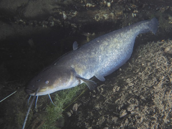 A large catfish (Silurus glanis), Waller, rests between stones in a calm underwater environment. Dive site Zollbrücke, Rheinau, Canton Zurich, Rhine, High Rhine, Switzerland, Germany