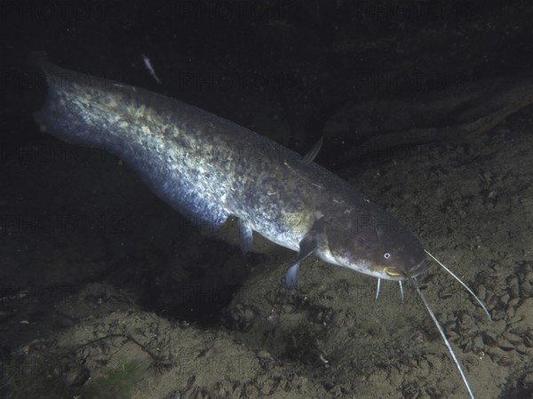 A catfish (Silurus glanis), Waller, swims at night in a dark and rocky underwater area. Dive site Zollbrücke, Rheinau, Canton Zurich, Rhine, High Rhine, Switzerland, Germany
