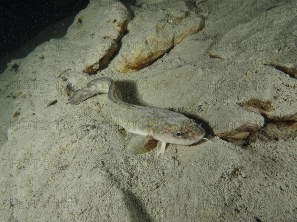 A burbot (Lota lota) lies on a sandy bottom in a calm underwater landscape with rocks. Dive site Terlinden, Küsnacht, Lake Zurich, Canton Zurich, Switzerland