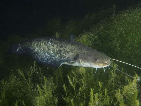 A large catfish (Silurus glanis), Waller, swimming at night through dense underwater plants, dive site Zollbrücke, Rheinau, Canton Zurich, Rhine, High Rhine, Switzerland, Germany