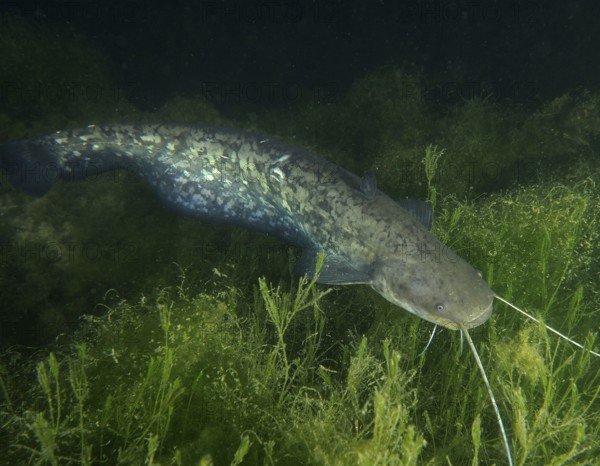 Catfish (Silurus glanis), Waller, swimming in a dark, plant-rich underwater area, dive site Zollbrücke, Rheinau, Canton Zurich, Rhine, High Rhine, Switzerland, Germany