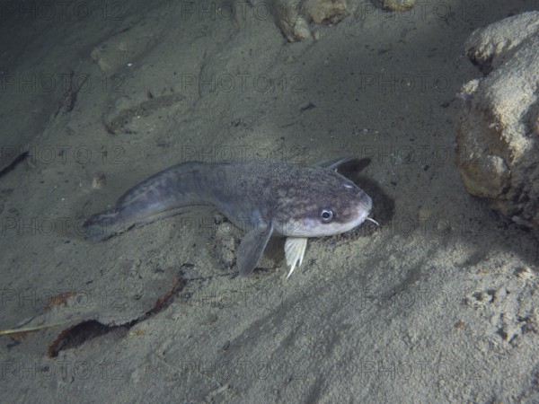 Grey fish, burbot, burbot (Lota lota), rudd, lies calmly on the sandy bottom in a quiet underwater landscape. Dive site Kleiner Parkplatz, Herrliberg, Lake Zurich, Canton Zurich, Switzerland