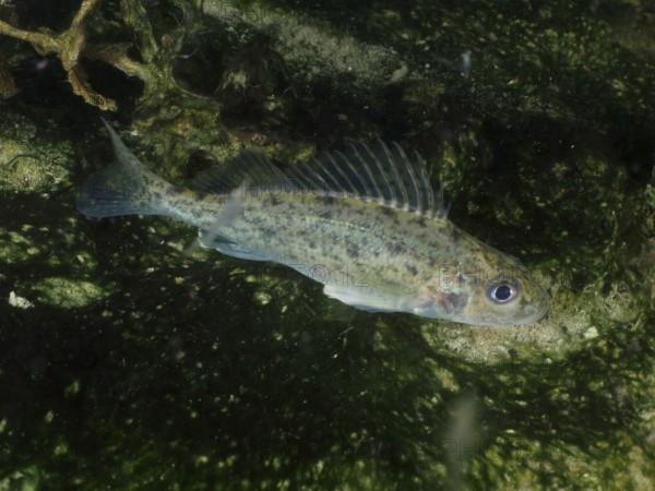 A ruffe (Gymnocephalus cernua) swims underwater in an environment with algae and a green background. Dive site Großer Parkplatz, Herrliberg, Lake Zurich, Canton Zurich, Switzerland