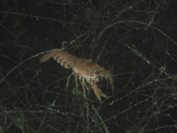 An American crayfish (Faxonius limosus), invasive species, moves in the dark, tangled water world. Dive site Wildsau, Berlingen, Lake Constance, Switzerland