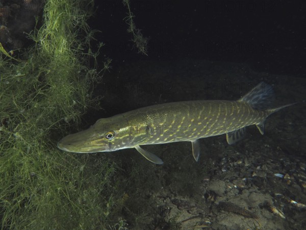 Pike (Esox lucius) swims elegantly along dense aquatic plants. Dive site Zollbrücke, Rheinau, Canton Zurich, Rhine, High Rhine, Switzerland, Germany