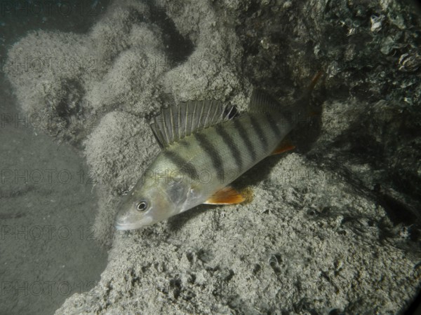 A perch (Perca fluviatilis) rests on a rock in the murky water. Dive site Terlinden, Küsnacht, Lake Zurich, Canton Zurich, Switzerland