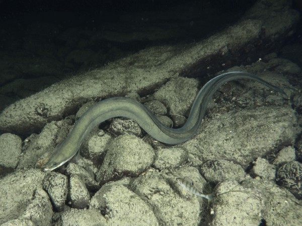 A European eel (Anguilla anguilla) wriggling over a rocky, dark substrate, Zollbrücke dive site, Rheinau, Canton of Zurich, Rhine, High Rhine, Switzerland, Germany