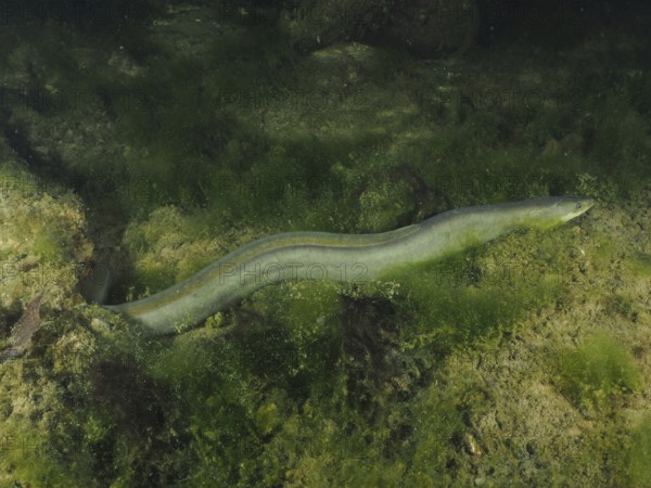 A European eel (Anguilla anguilla) meanders through an algae-rich environment in the water. Dive site Zollbrücke, Rheinau, Canton Zurich, Rhine, High Rhine, Switzerland, Germany
