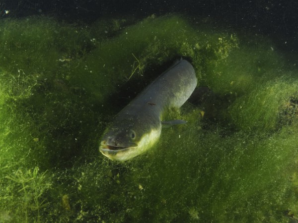A European eel (Anguilla anguilla) looks out of a dense algae hiding place into the dark water. Dive site Zollbrücke, Rheinau, Canton Zurich, Rhine, High Rhine, Switzerland, Germany