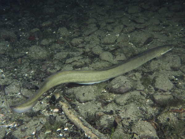 A European eel (Anguilla anguilla) moves over a sandy, stony substrate. Dive site Zollbrücke, Rheinau, Canton Zurich, Rhine, High Rhine, Switzerland, Germany