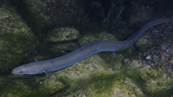 A European eel (Anguilla anguilla) glides over a rocky bottom covered with green algae. Dive site Klosterinsel, Rheinau, Canton Zurich, Rhine, High Rhine, Switzerland, Germany