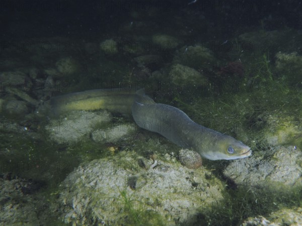 A European eel (Anguilla anguilla) swims near the bottom between stones and algae in the dark water. Dive site Klosterinsel, Rheinau, Canton Zurich, Rhine, High Rhine, Switzerland, Germany