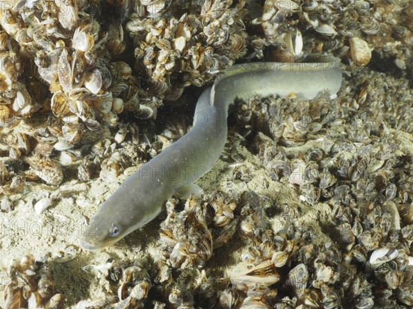 A European eel (Anguilla anguilla) lies in the middle of a mussel bank of quagga mussels (Dreissena rostriformis bugensis), invasive species, on a sandy substrate. Dive site Steilwand, Wallhausen, Lake Constance, Germany