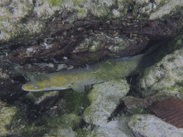 A European eel (Anguilla anguilla) hides between rocks and algae under water. Dive site Klosterinsel, Rheinau, Canton Zurich, Rhine, High Rhine, Switzerland, Germany
