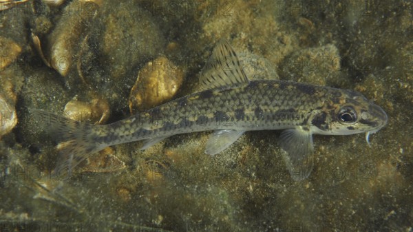 A gudgeon (Gobio gobio) camouflages itself between stones. Dive site Zollbrücke, Rheinau, Canton Zurich, Rhine, High Rhine, Switzerland, Germany