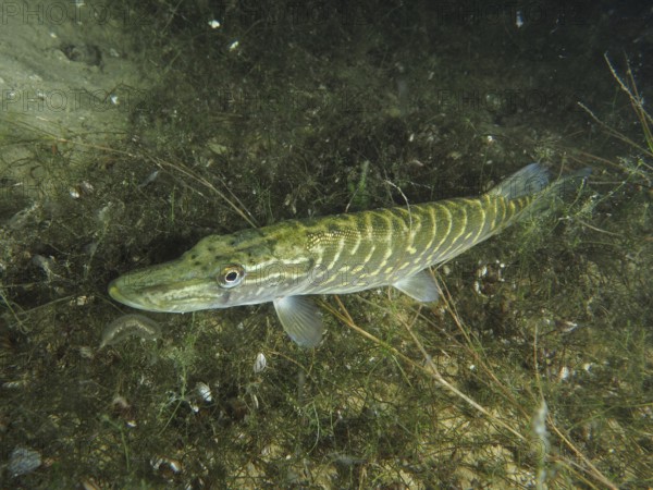 A pike (Esox lucius) lies camouflaged in overgrown ground. Dive site Wildsau, Berlingen, Lake Constance, Switzerland, Germany