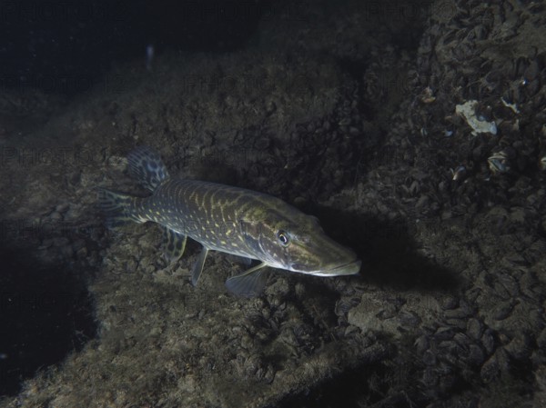A pike (Esox lucius) swims in dark surroundings near a rocky bottom. Dive site Zollbrücke, Rheinau, Canton Zurich, Rhine, High Rhine, Switzerland, Germany