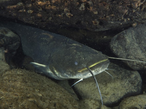 A catfish (Silurus glanis), Waller, hides between stones in a dark underwater environment. Dive site Klosterinsel, Rheinau, Canton Zurich, Rhine, High Rhine, Switzerland, Germany