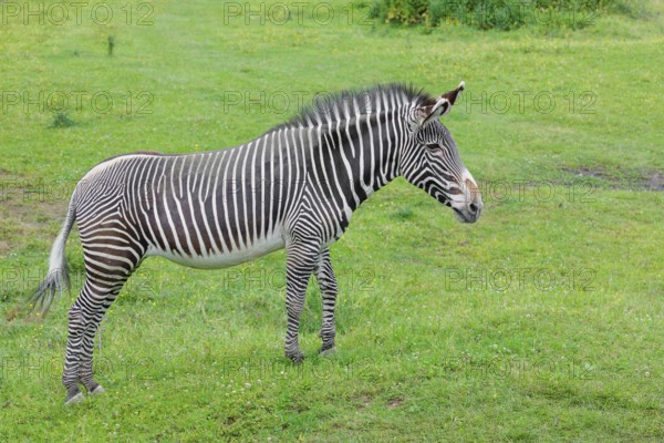 A Grévy's zebra (Equus grevyi) stands in a green meadow. Botswana