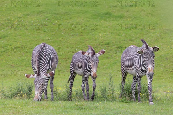 Three Grévy's zebras (Equus grevyi) grazing in a green meadow. Botswana