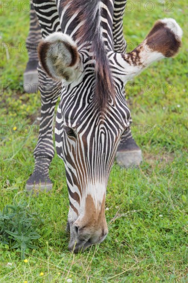 Portrait of a Grévy's zebra (Equus grevyi) grazing in a green meadow. Botswana