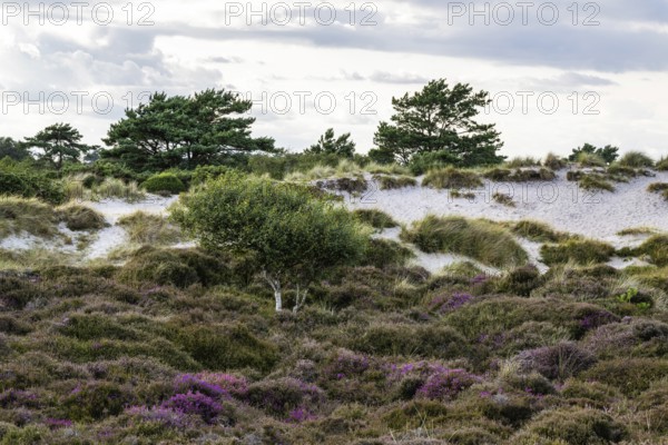 Heather on the dunes, Knoll Beach Studland, Poole, Dorset, England, United Kingdom