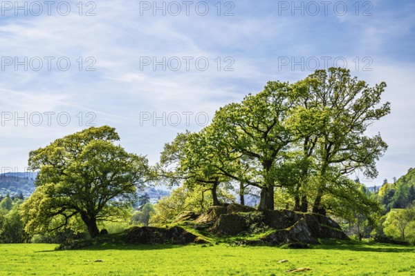 Old Oaks over Holy Trinity Church, Bog Lane, Brathay village, Lake District, Cumbria, England, United Kingdom