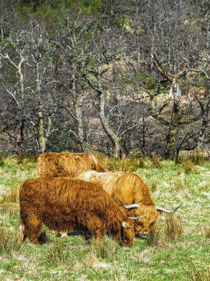 Highland Cattle, Scottish breed of rustic cattle, Highland, Scotland, UK