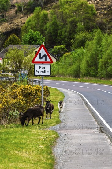 Goats over Invershiel, Loch Duich, Scotland, UK
