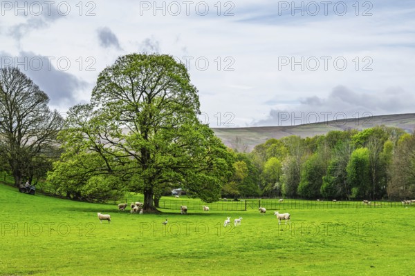 Farms, Pooley Bridge, Ullswater Lake, Lake District National Park, Cumbria, England, United Kingdom