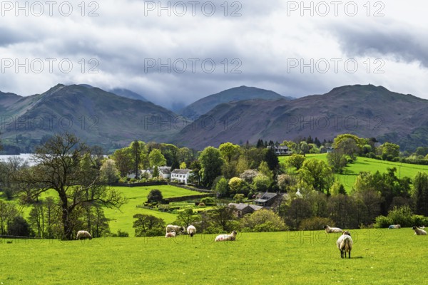 Farms, Ullswater Lake, Lake District National Park, Cumbria, England, United Kingdom
