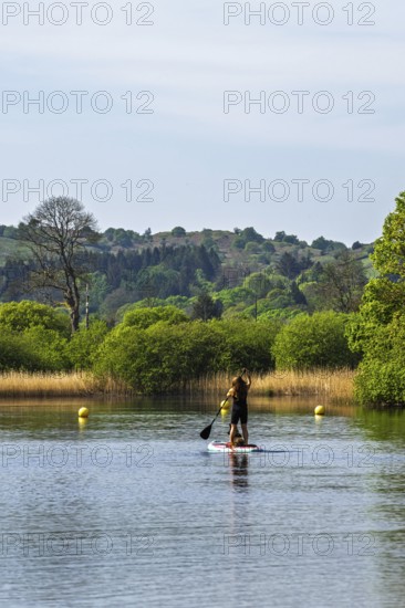 Woman with dog on Paddle board on Windermere Lake, Fell Foot Park, Lake District, Cumbria, England, United Kingdom