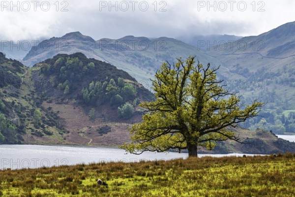 Farms and Mountains over Ullswater Lake, Lake District National Park, Cumbria, England, United Kingdom