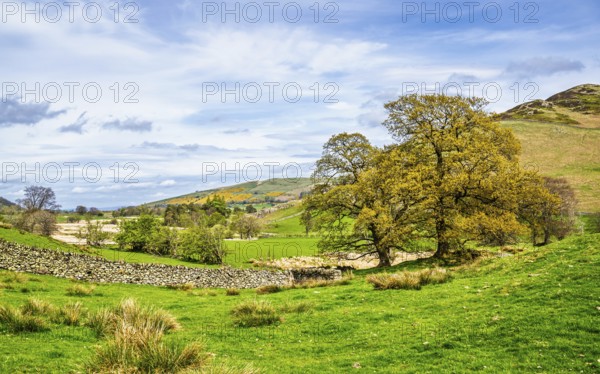 Old oaks on Farms, Ullswater Lake, Lake District National Park, Cumbria, England, United Kingdom