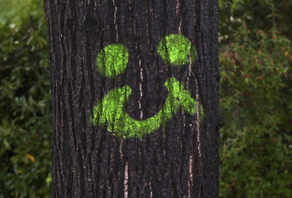 Graffiti, laughing face in green on tree trunk, tree, Stuttgart, Baden-Württemberg, Germany