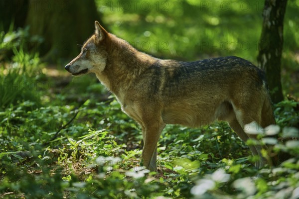 A single wolf in the green of the forest looks attentively to the side, Wolf (Canis lupus), summer, Germany