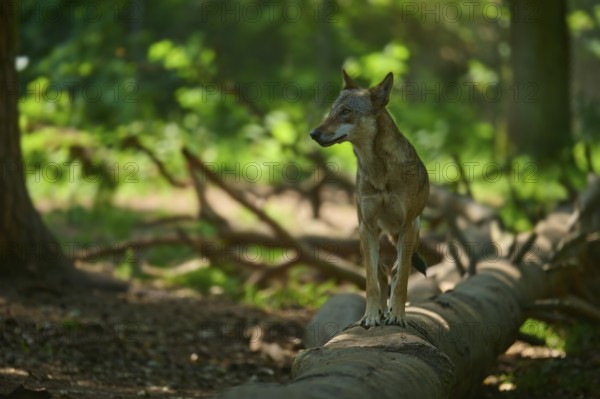 A wolf stands attentively on a fallen tree trunk in a sunny forest, Wolf (Canis lupus), summer, Germany