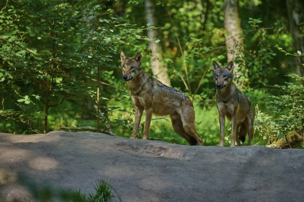Two wolves standing attentively together in the lush green forest, Wolf (Canis lupus), summer, Germany