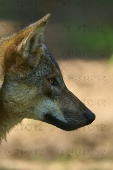 The profile of a wolf with focussed gaze and detailed fur, wolf (Canis lupus), summer, Germany