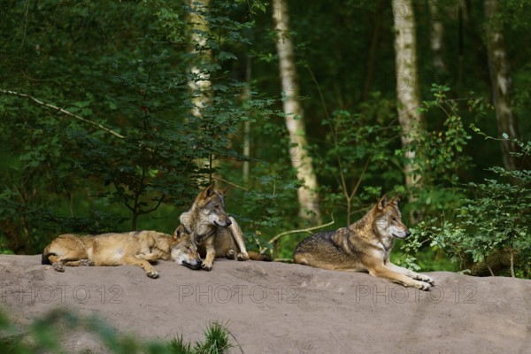 Three wolves lying on a sand hill in a dense forest and relaxing, Wolf (Canis lupus), Summer, Germany